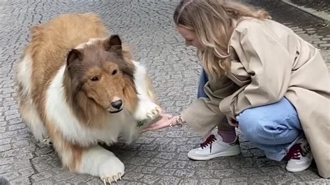 lassie fuck blondy dog sex 3